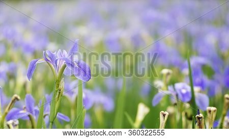 Violet Iris Flowers (iris Germanica) On Blurred Green Natural Garden Background