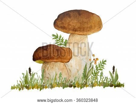 Hand Drawn Watercolor Illustration Of Porcini Cep Edible Boletus Mushroom In Grass. Forest Wood Wood