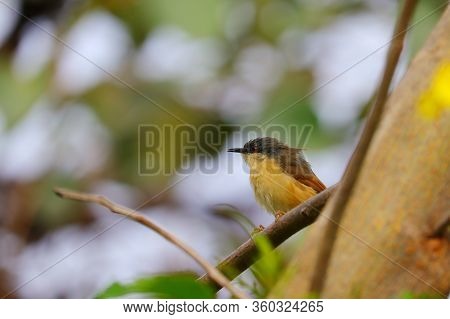 Common Tailorbird Sitting On Outdoor Garden , Bird Watching