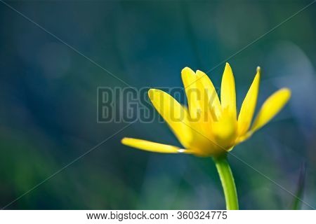 Blooming single Lesser Celandine in magic light.