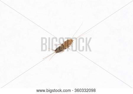 Bottom View Of A Firebrat (thermobia Domestica), A Species Of Silverfish. Insect Lepisma Saccharina 