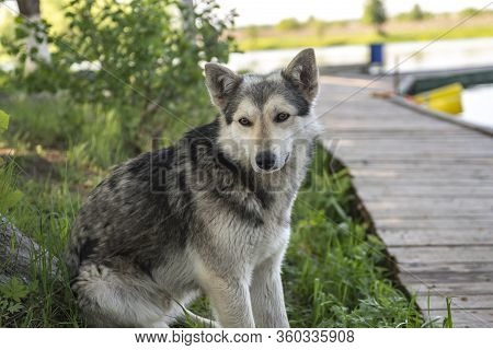 wolf-like dog in nature, watchdog or hunting dog