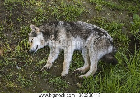 wolf-like dog in nature, watchdog or hunting dog