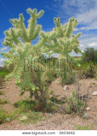 Arizonian Cholla Cactus