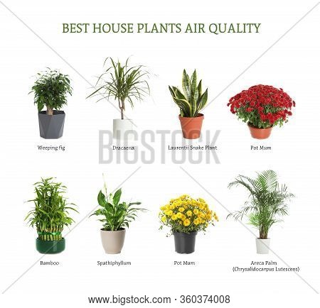 Set Of Best House Plants For Air Quality Improvement On White Background