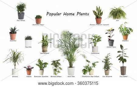 Set Of Popular House Plants On White Background