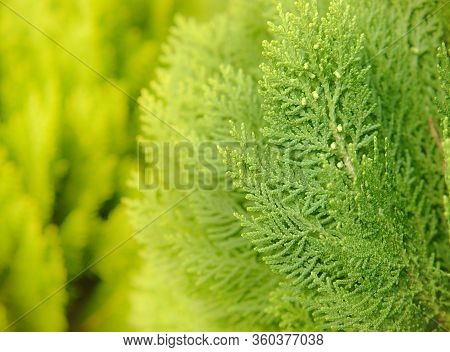 Japanese Cypress (chamaecyparis Obtusa) Or Hinoki Cypress Branch, Sprigs Of Cypress Close-up. Christ