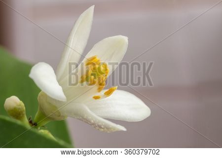 Delicate White With A Purple-pink Shade Flower Of Citrus Plant Meyer Lemon, C. Meyeri. Citrus Blosso
