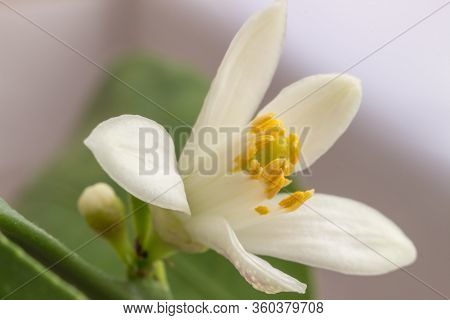 Delicate White With A Purple-pink Shade Flower Of Citrus Plant Meyer Lemon, C. Meyeri. Citrus Blosso