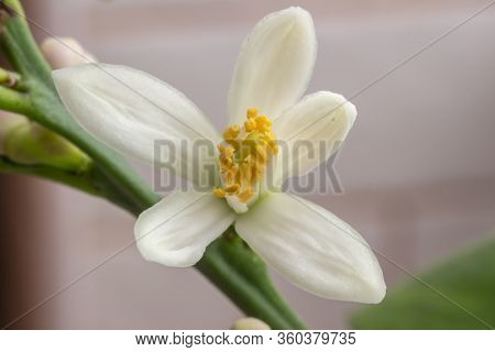 Delicate White With A Purple-pink Shade Flower Of Citrus Plant Meyer Lemon, C. Meyeri. Citrus Blosso