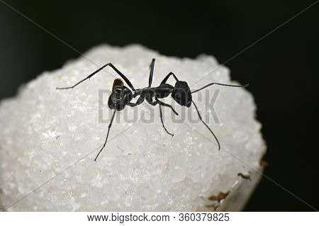 Insect Black Garden Ant Working Individuals Wingless On The Surface Of Salt Crystals