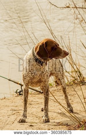 Deutsch Kurzhaar German Short-haired Pointing Dog. Pointing Dog. Kurzhaar Is A Slender And Even Lean