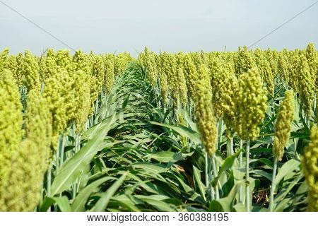 Selective Soft Focus Of Sorghum Field In Sun Light