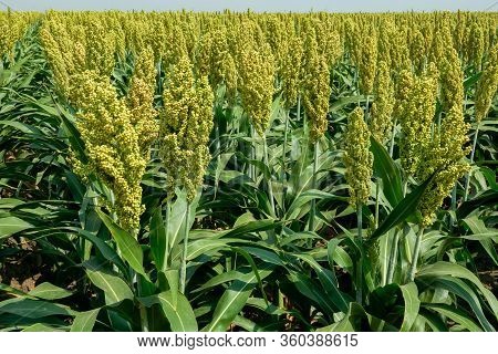 Selective Soft Focus Of Sorghum Field In Sun Light