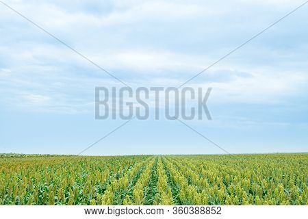 Selective Soft Focus Of Sorghum Field In Sun Light