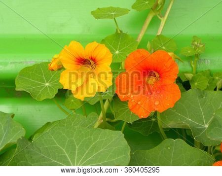 Beautiful Flowers Of Nasturtiums. Nasturtium Plants In The Garden. Bright Flowers In Summer. Beautif