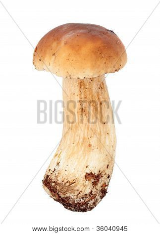 เห็ด: Boletus Edulis