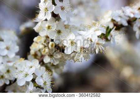 Cherry Plum Branches With White Flowers And Young Leaves, Spring Concept.