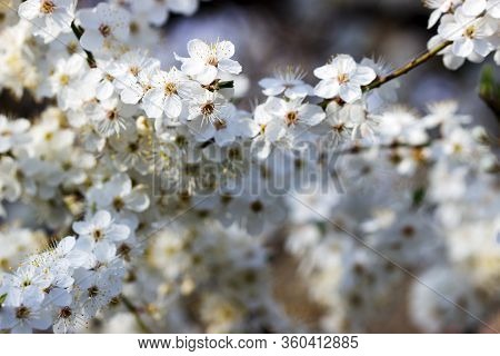 Cherry Plum Branches With White Flowers And Young Leaves, Spring Concept.