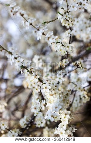Cherry Plum Branches With White Flowers And Young Leaves, Spring Concept.
