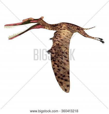 Zhenyuanopterus Pterosaur Flying 3d Illustration - Zhenyuanopterus Was A Carnivorous Pterosaur Repti