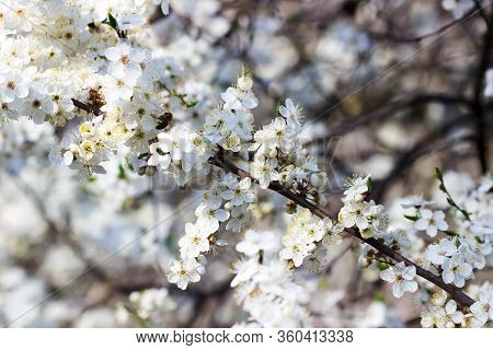 Cherry Plum Branches With White Flowers And Young Leaves, Spring Concept.