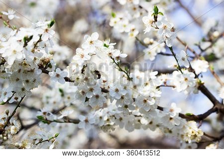 Cherry Plum Branches With White Flowers And Young Leaves, Spring Concept.