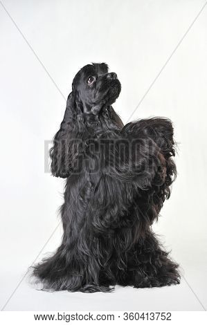 A Black Haired Cocker Spaniel Beggs On A White Background, Cocker Spaniel In Studio