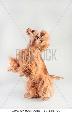 A Blond Haired Cocker Spaniel Beggs On A White Background, Cocker Spaniel In Studio