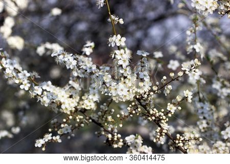 Cherry Plum Branches With White Flowers And Young Leaves, Spring Concept.