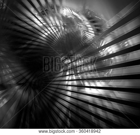 Black-white Abstract Background With Rays Emanating From Several Centers. Abstract Palm Leaves Throu