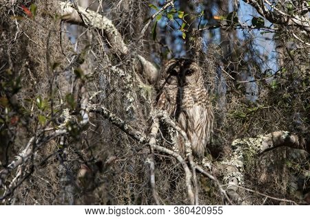 Barred owl, (Strix Varia), camouflaged in its natural habitat in the Okefenokee Swamp of Georgia, USA.