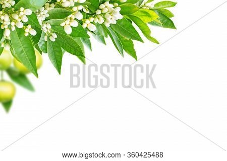 Orange Tree Flowers, Leaves, Buds And Fruits In The Corner Isolated On White. Neroli In Bloom.