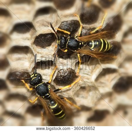 Two European Paper Wasp, Polistes Dominula In The Nest, Pest