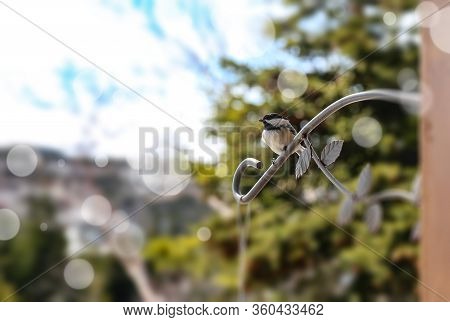 Chickadee Bird On Metal Bracket. Canadian Springtime Chickadee