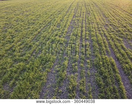 Destroyed Wheat And Frostbite Winter Wheat Bushes. Reduced Grain Yields Due To Bad Weather And Pests