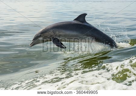 Dolphin Jumps Out Of Water