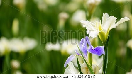 Violet Iris Flowers (iris Germanica) On Blurred Green Natural Garden Background