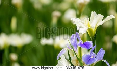 Violet Iris Flowers (iris Germanica) On Blurred Green Natural Garden Background