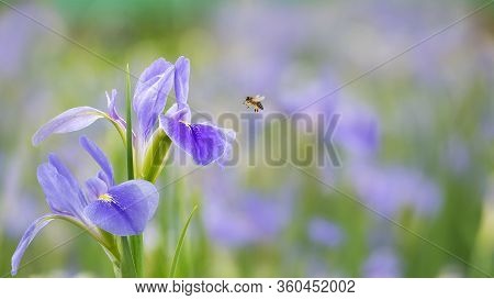 Violet Iris Flowers (iris Germanica) On Blurred Green Natural Garden Background