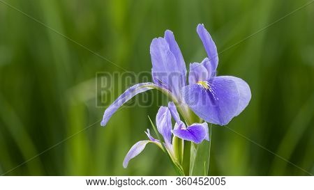 Violet Iris Flowers (iris Germanica) On Blurred Green Natural Garden Background