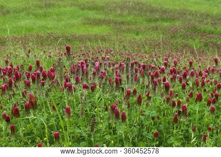 A Blanket Of Deep Red And Green Crimson Clover In Full Bloom Covering A Meadow And Fading Off Into T