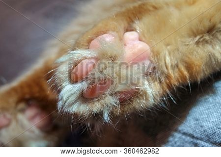 Close-up Of The Cat's Pink Flufy Paw