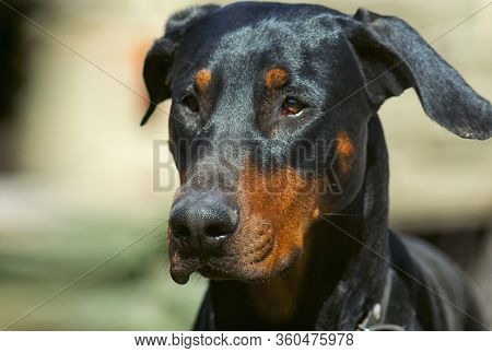 Doberman Dog Head With Ears. Portrait Of A Left Side View.