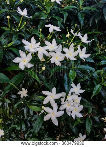 Gardenia Jasminoides With Thick Bushes And White Flowers.