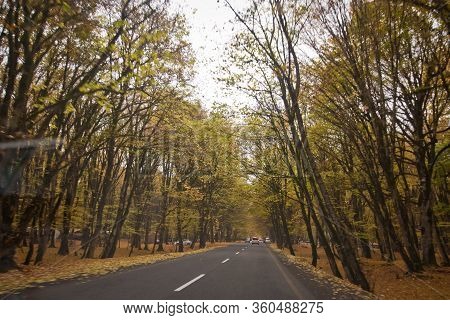 Autumn Landscape With Road And Beautiful Colored Trees . Road In The Autumnal Forest . View Of Road 