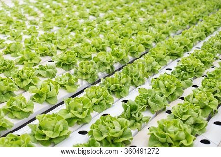 Hydroponic Of Lettuce Farm Growing In Greenhouse.
