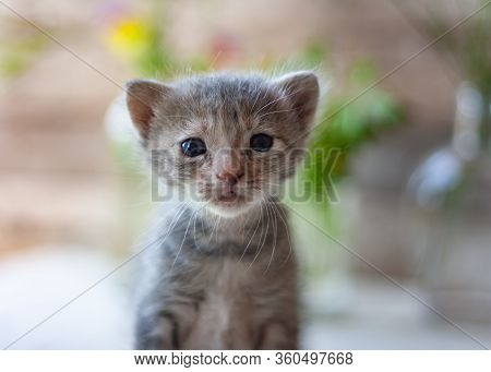 Cute Gray Tree-week-old Kitten Is Looking Curious Directly Into The Lens. Newborn Kitten, Kid Animal