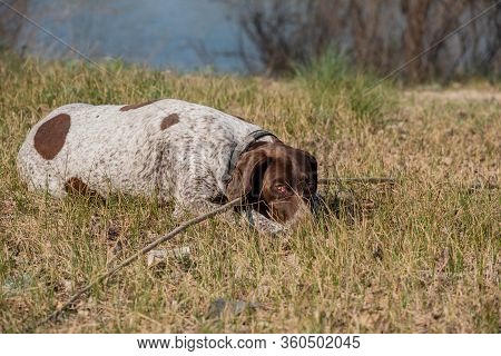 Deutsch Kurzhaar German Short-haired Pointing Dog. Kurzhaar Is A Slender And Even Lean Dog.