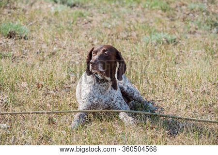 Deutsch Kurzhaar German Short-haired Pointing Dog. Kurzhaar Is A Slender And Even Lean Dog.